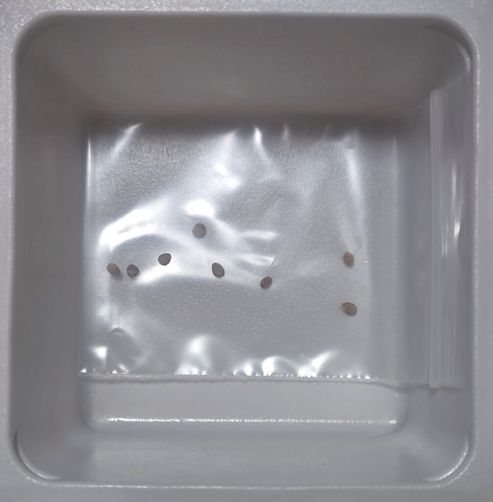 オーガルージュトマトの種