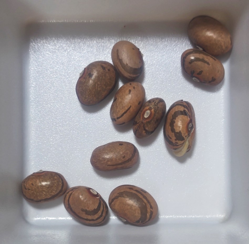 つるありモロッコの種