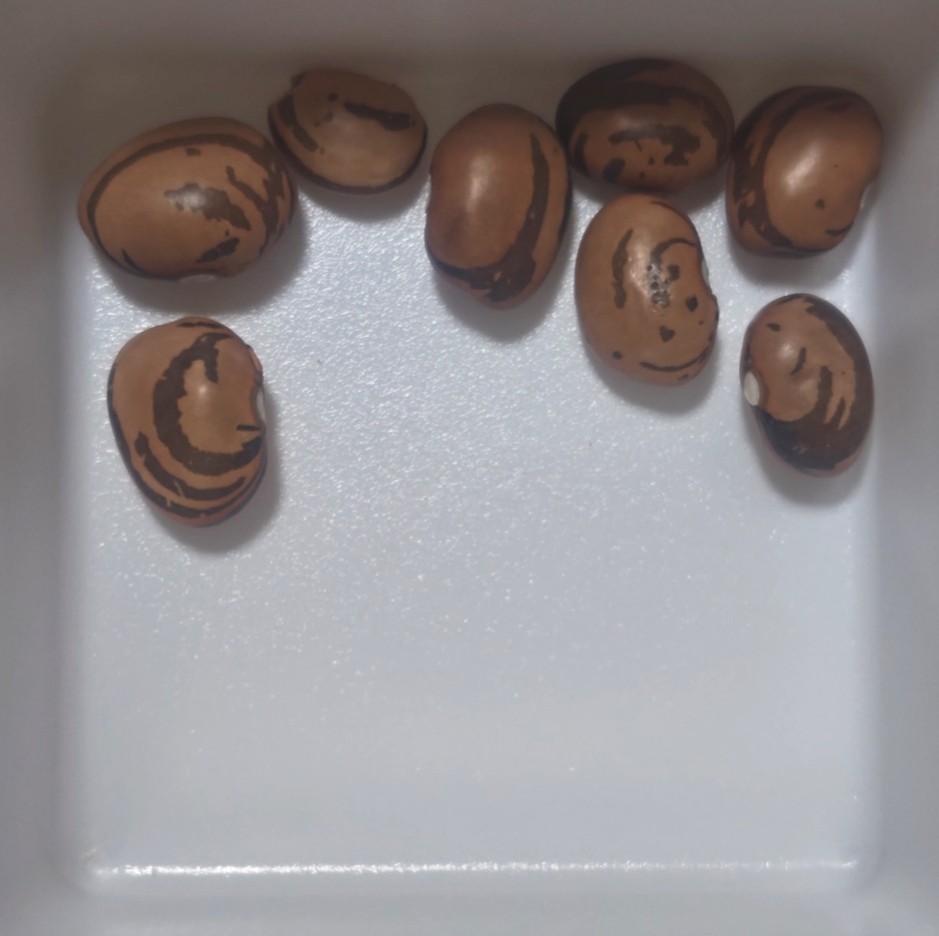 つるあり平さやいんげんの種