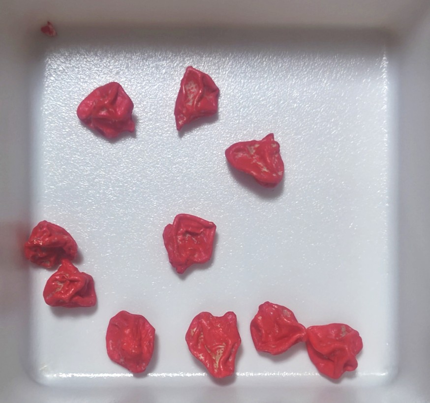 交配極甘ホワイトコーンの種