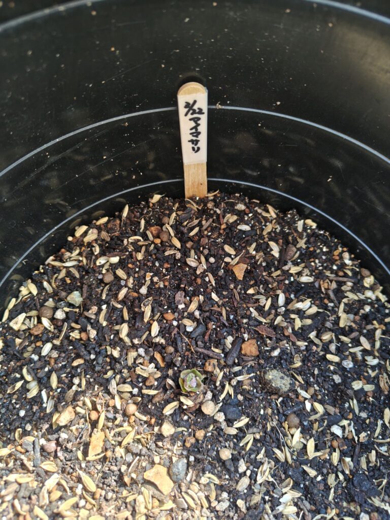 4/3第二陣アイマサリが発芽