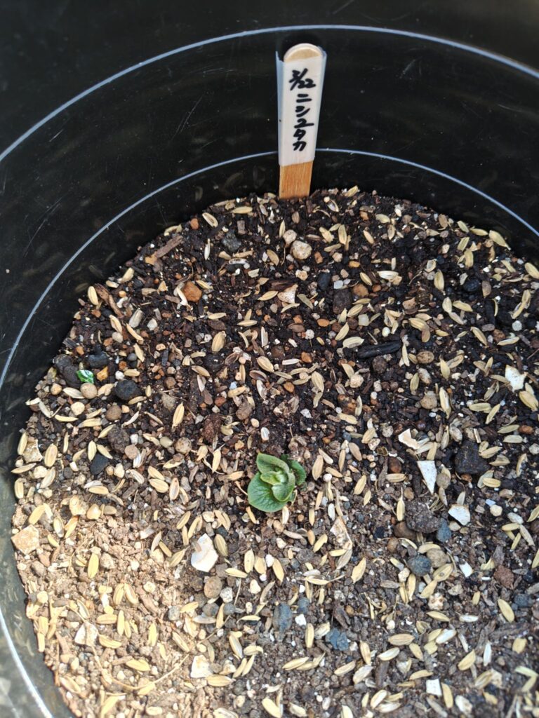 4/3第二陣ニシユタカが発芽