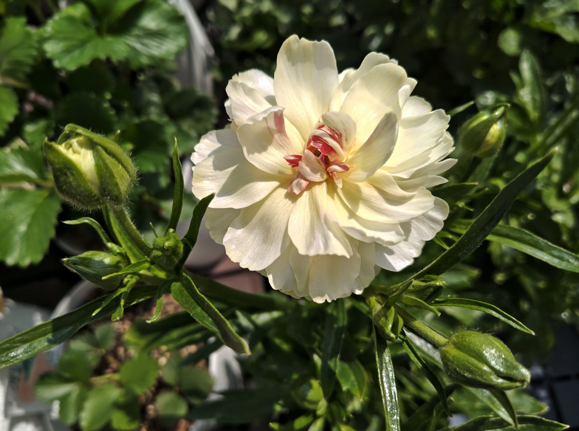 4/3ラックスニノスの花