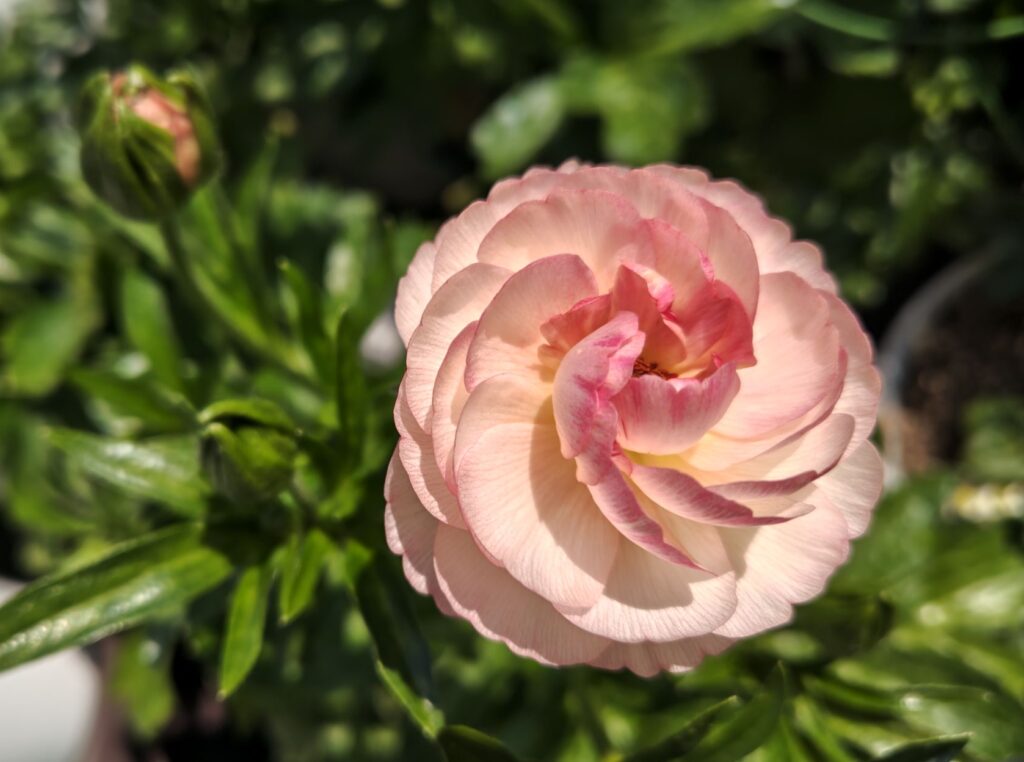 4/3ラックスヴィーナスの花