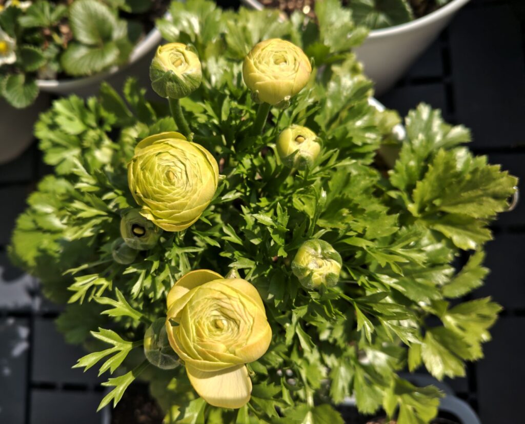 4/3ラナンキュラスの花