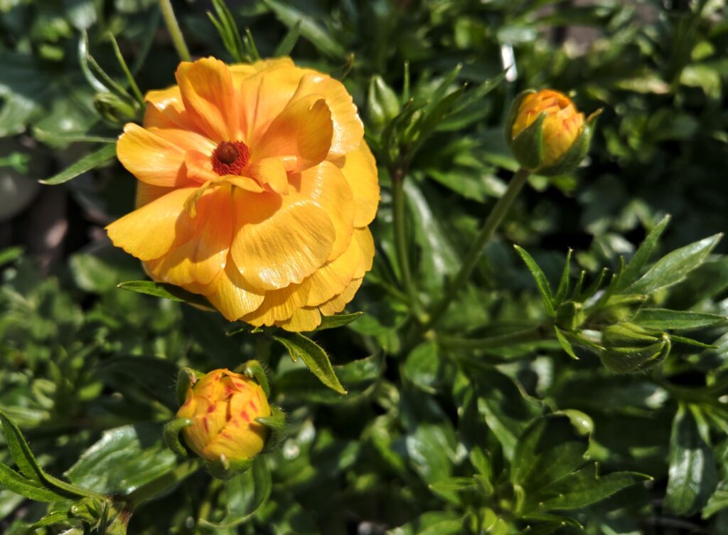 4/3ラックスミネルバの花