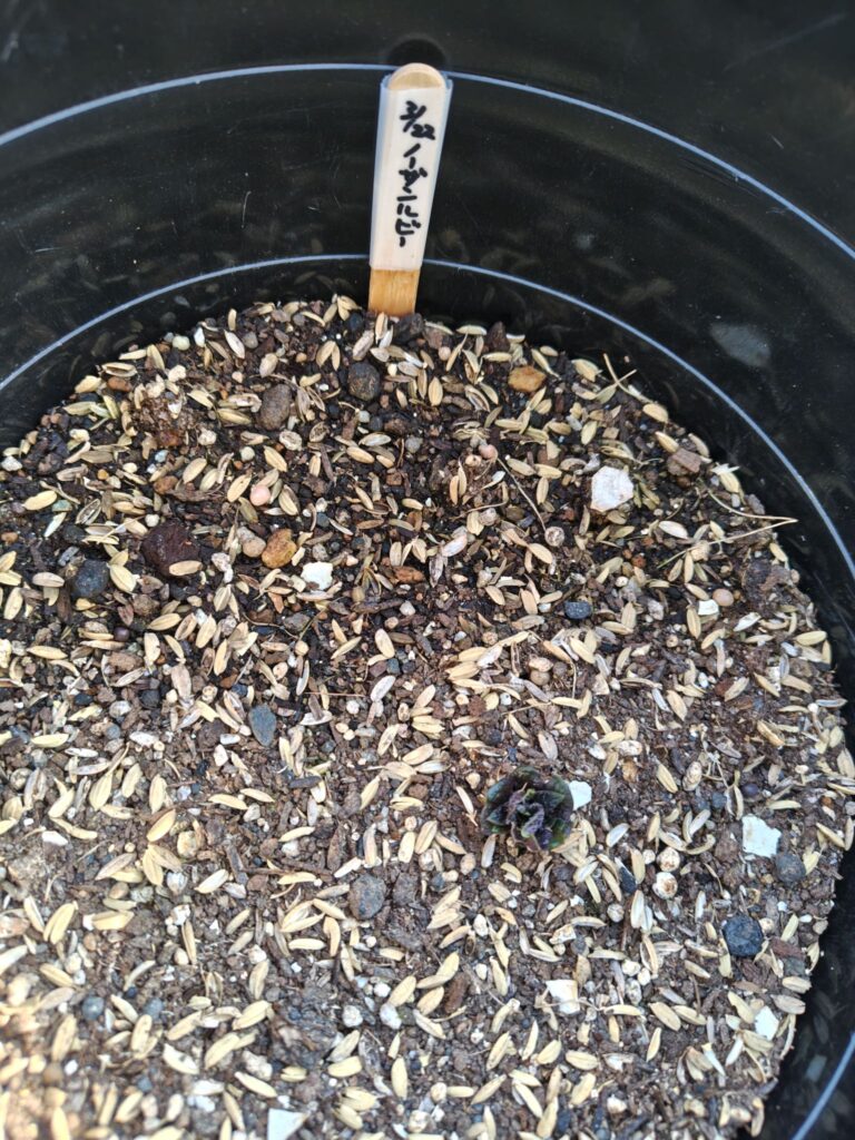 4/3第二陣ノーザンルビーが発芽