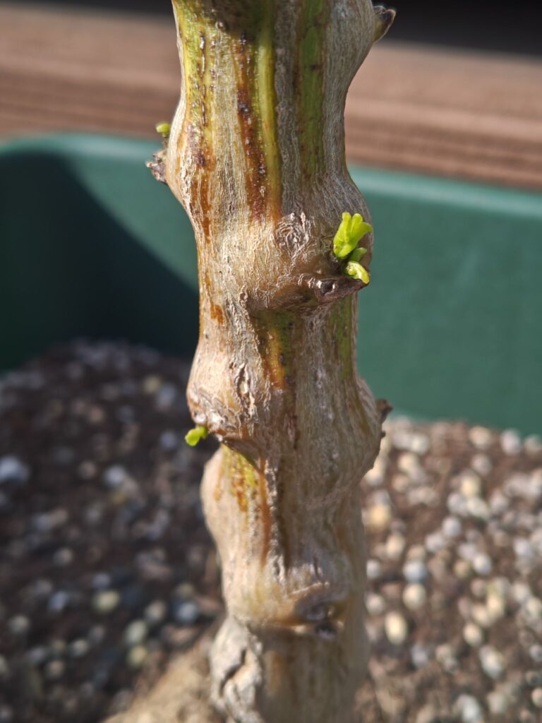 4/3冬越ししたピーマンの新芽