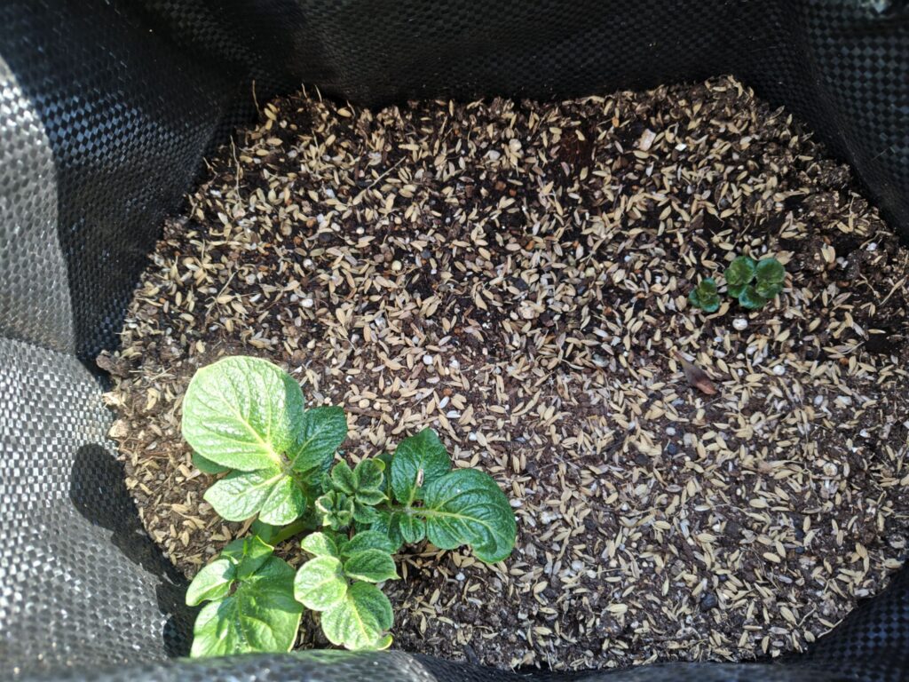 4/3の第一陣ニシユタカ