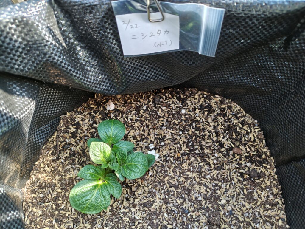 4/3の第一陣ニシユタカ