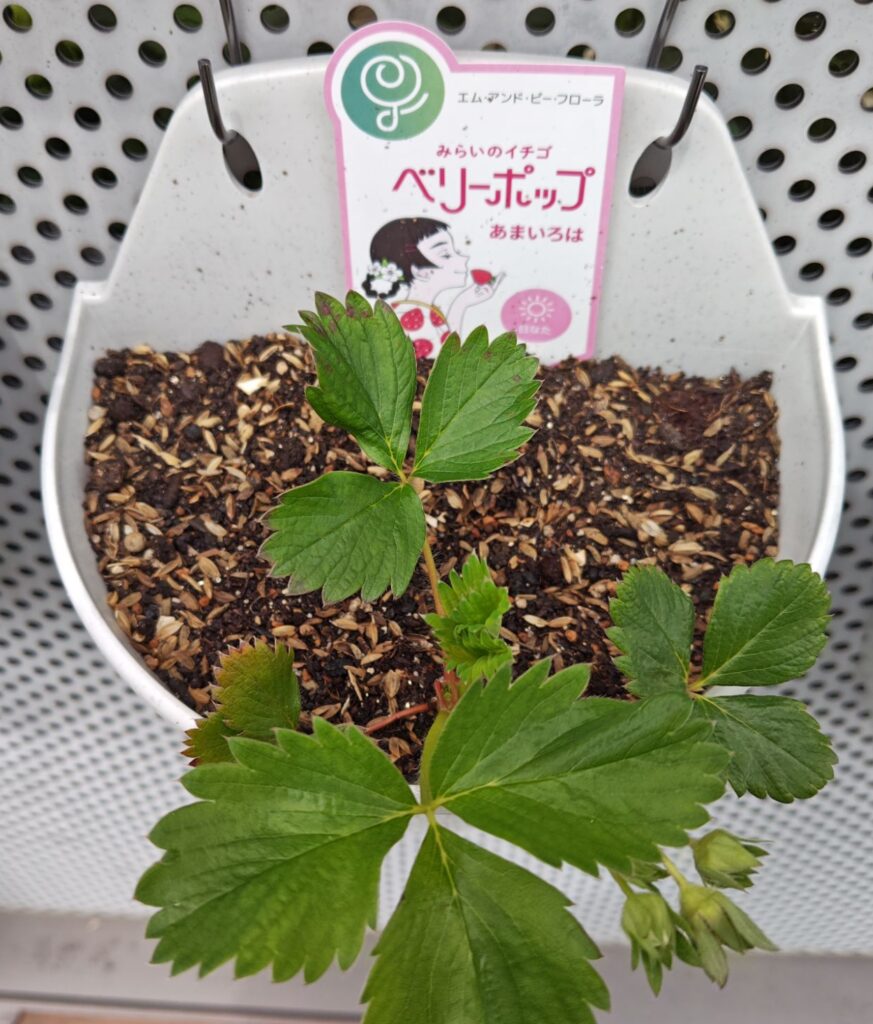 4/5あまいろは