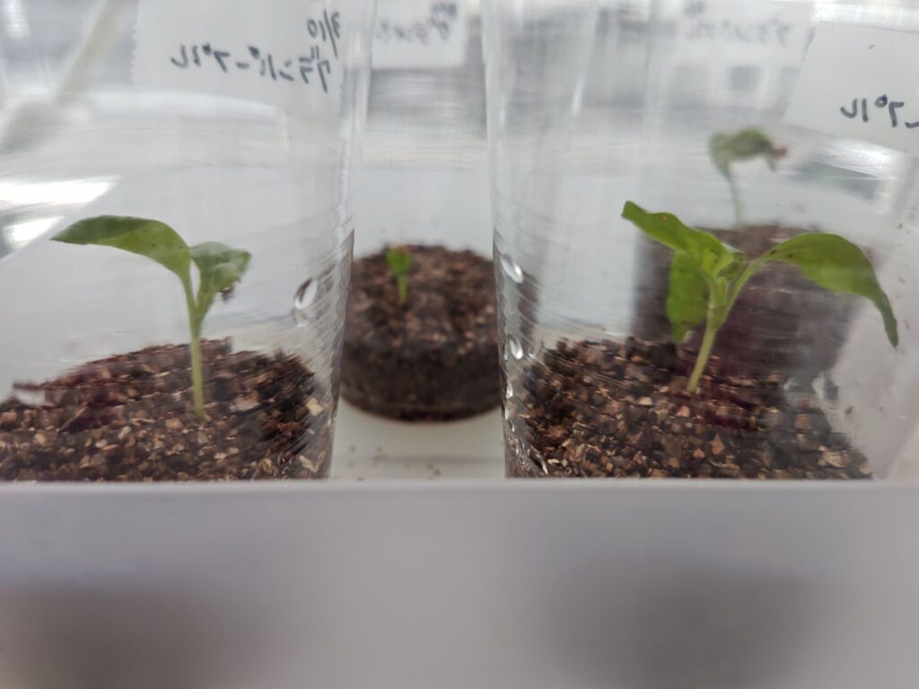 4/6グランパープルナス