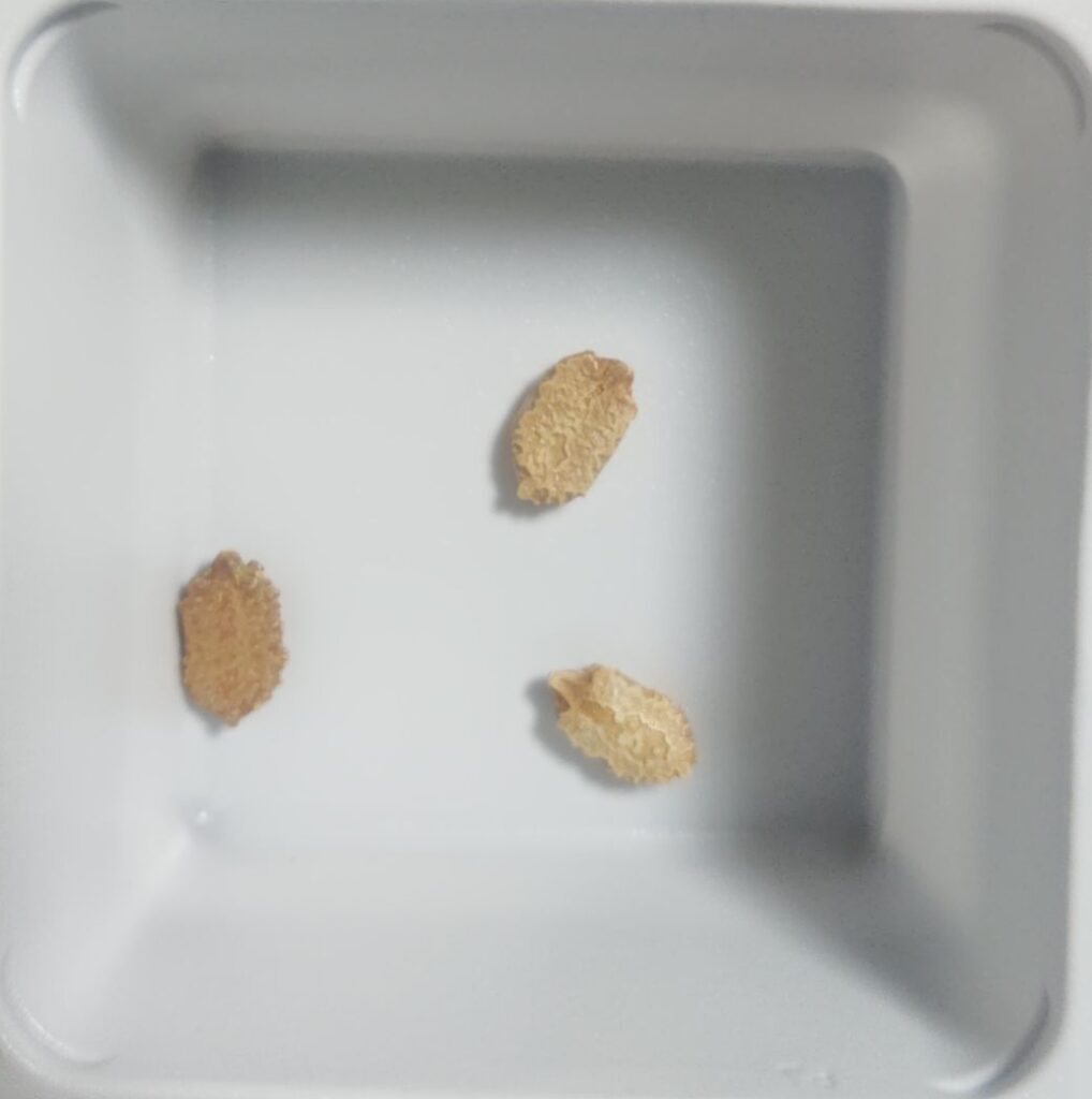 ゴーヤの種