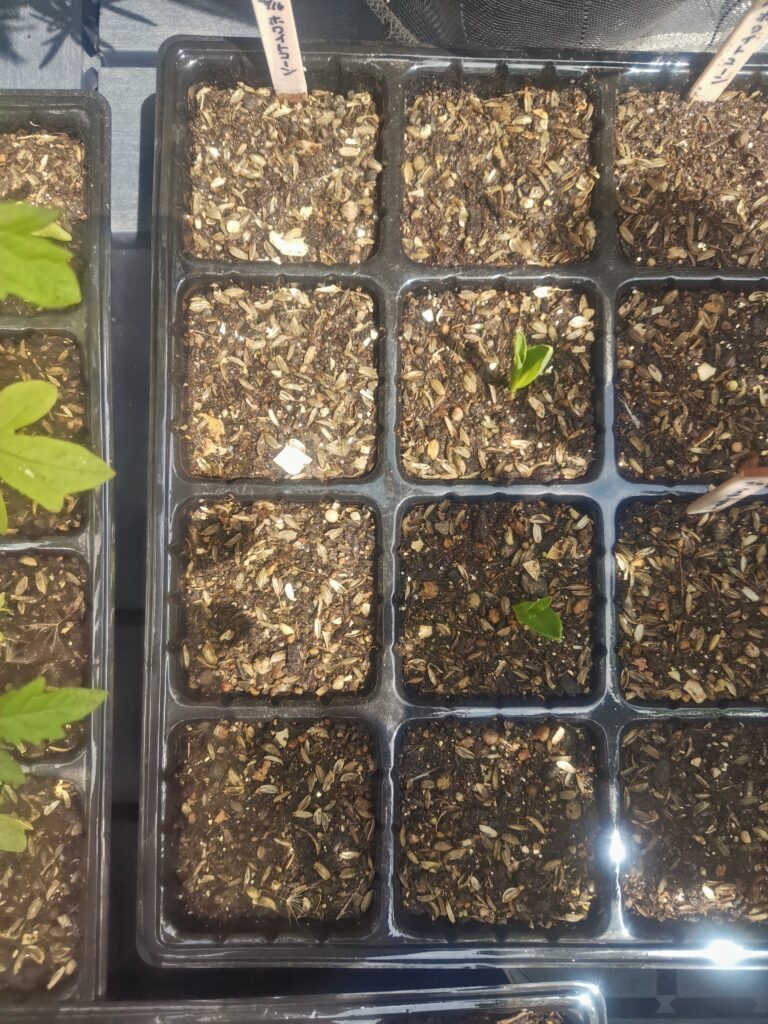 4/28 ホワイトコーンの発芽状況