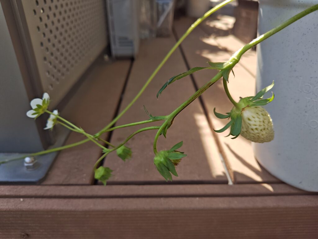 5/16 章姫