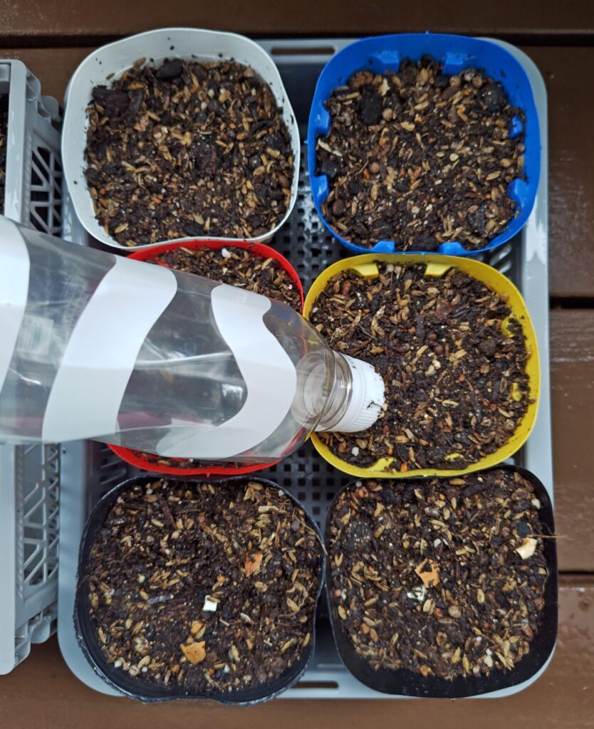 5/21 たた茶豆の種蒔き４