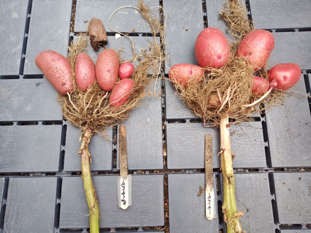 6/4 ゴミ箱から収穫したノーザンルビー