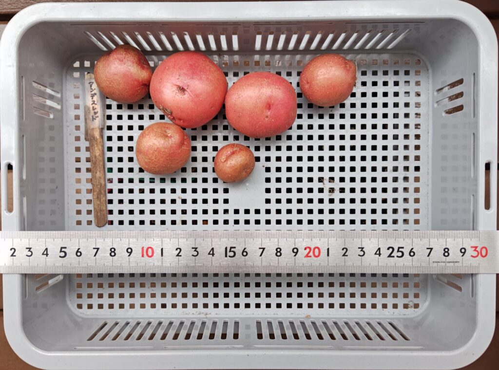 6/17 収穫したアンデスレッド(ゴミ箱)