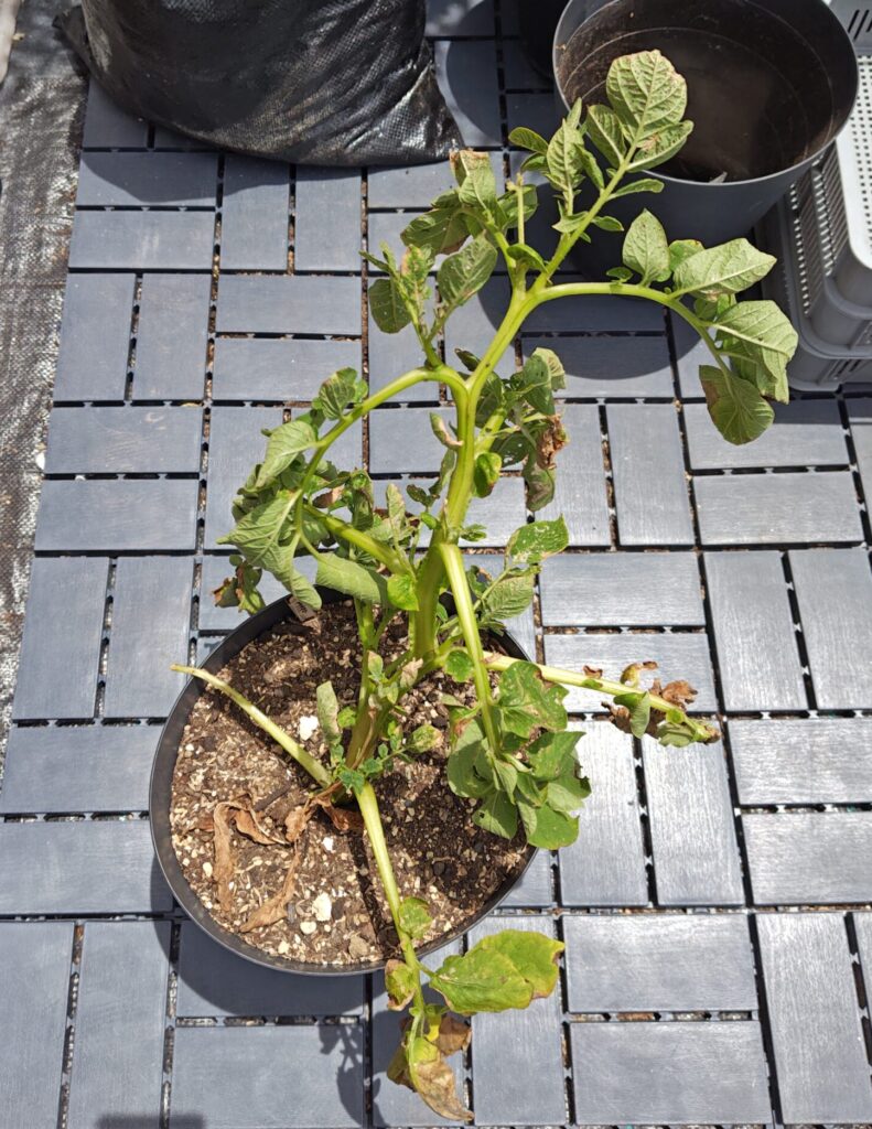 6/17 収穫したアイマサリ(ゴミ箱・早植え)