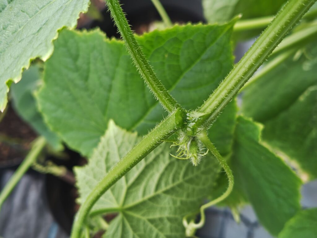 9/19 キュウリの茎が折れた